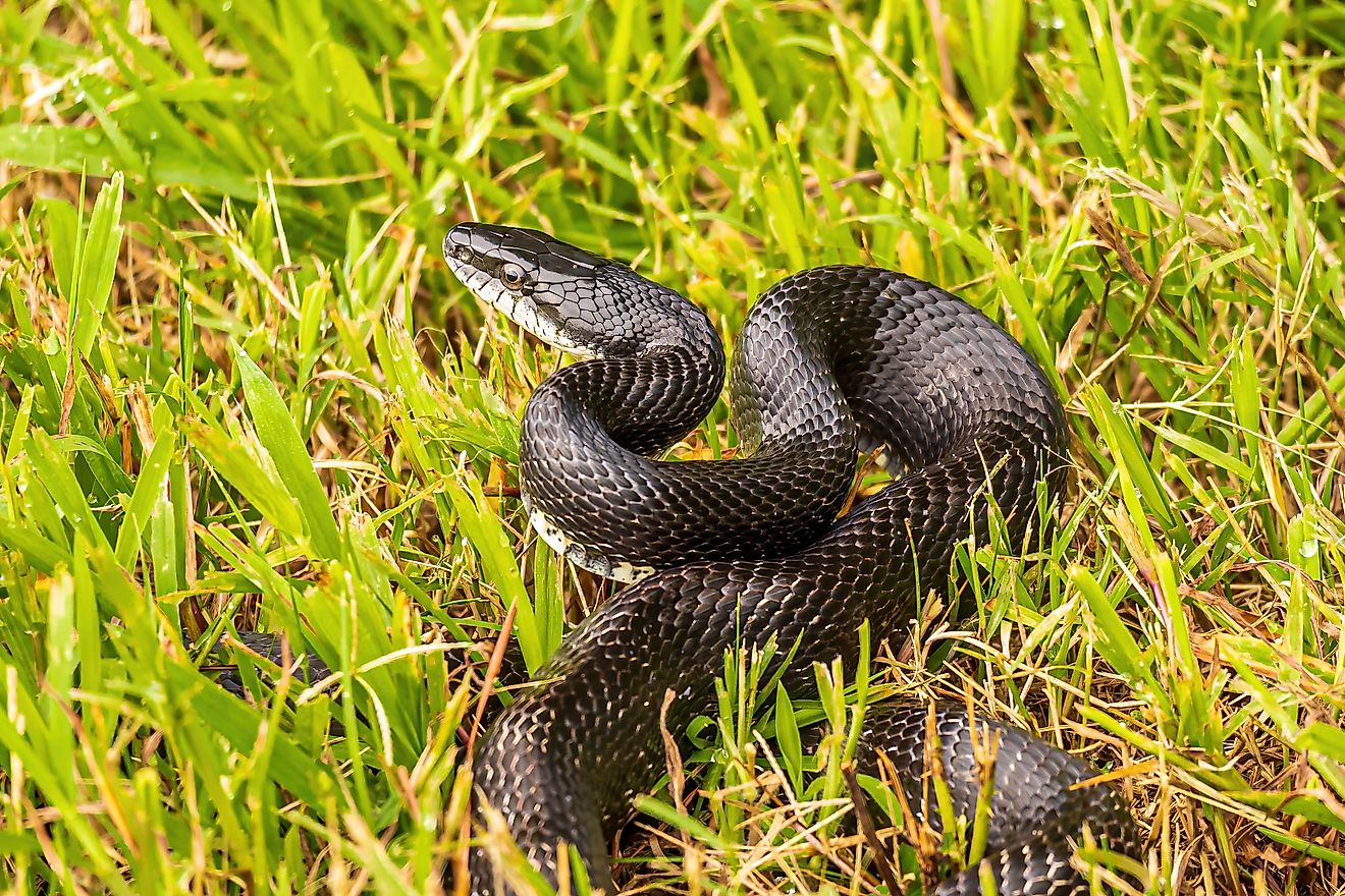 A Black Rat Snake Coiled in the Grass. 