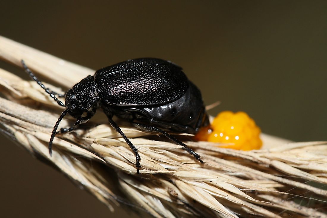 Many Arthropods lay eggs, such as the black beetle pictured.