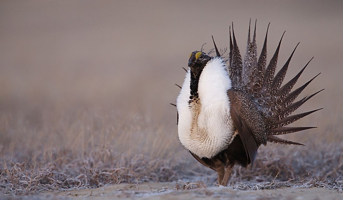 The greater sage-grouse inhabits North America's sagebrush steppe.
