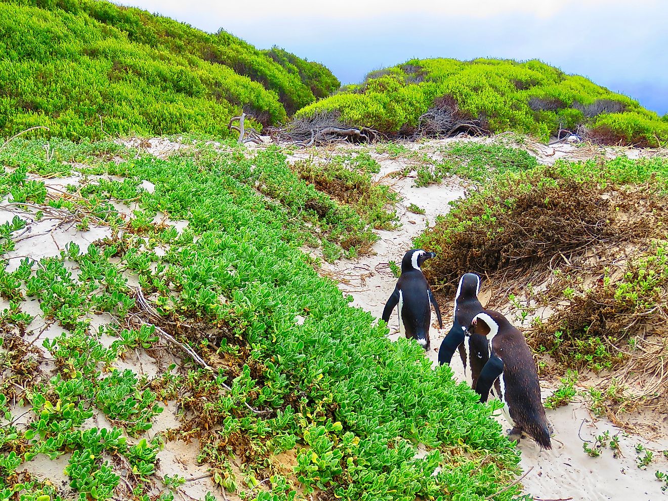 African penguins at Boulders Bay. Photo credit: Arijit Nag.