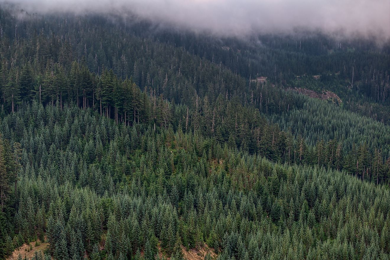 Gifford Pinchot National Forest, Washington.