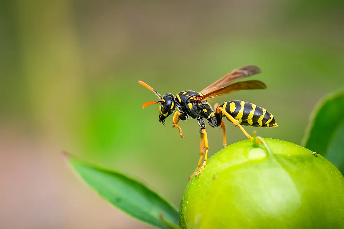 Wasps differ from bees in a number of ways. 