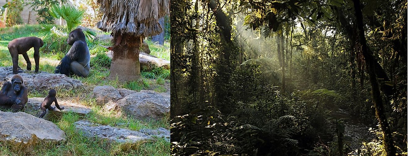 A family of mountain gorillas (left) and dense jungle thickets (right) in Bwindi Impenetrable National Park.