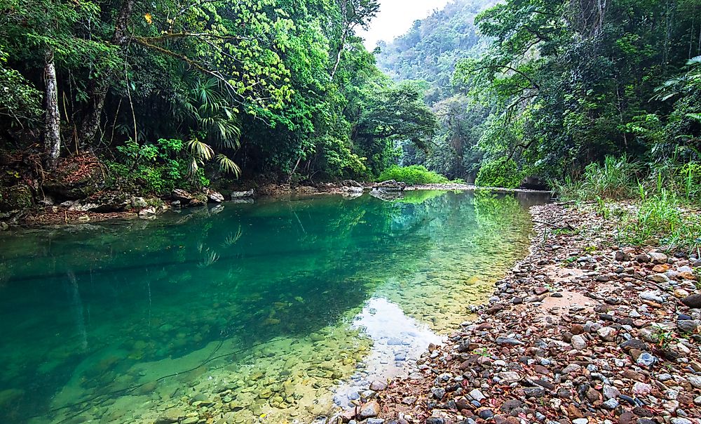 Forest along the Bladen River in Belize.