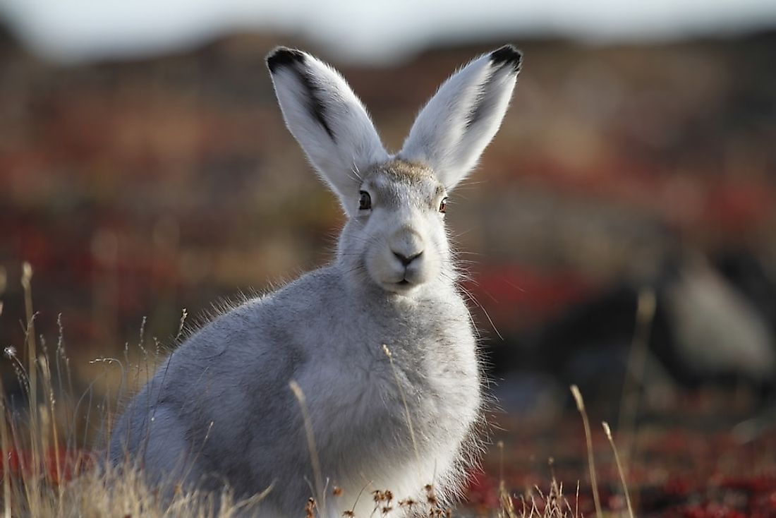 An arctic hare on the tundra.