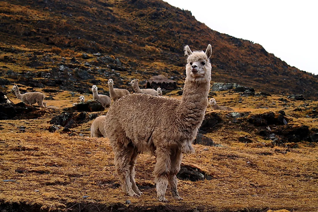 An alpaca. 