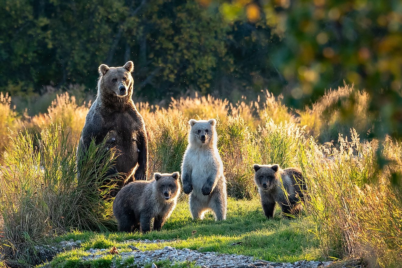 Large adult female Alaskan brown bear with three cute cubs standing on a grassy spit of land in the Brooks River, Katmai National Park, Alaska, USA. Image credit: knelson20/Shutterstock.com