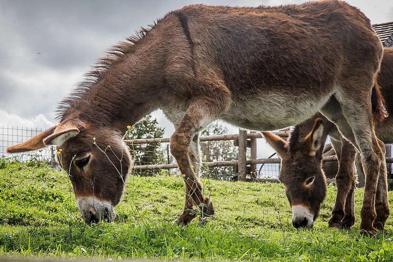 Donkeys in a farm. Image credit: Needpix.com