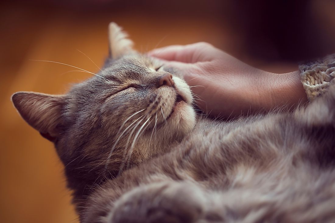 Purring can be a sign of bliss, although it may also be a sign of intense fear. 