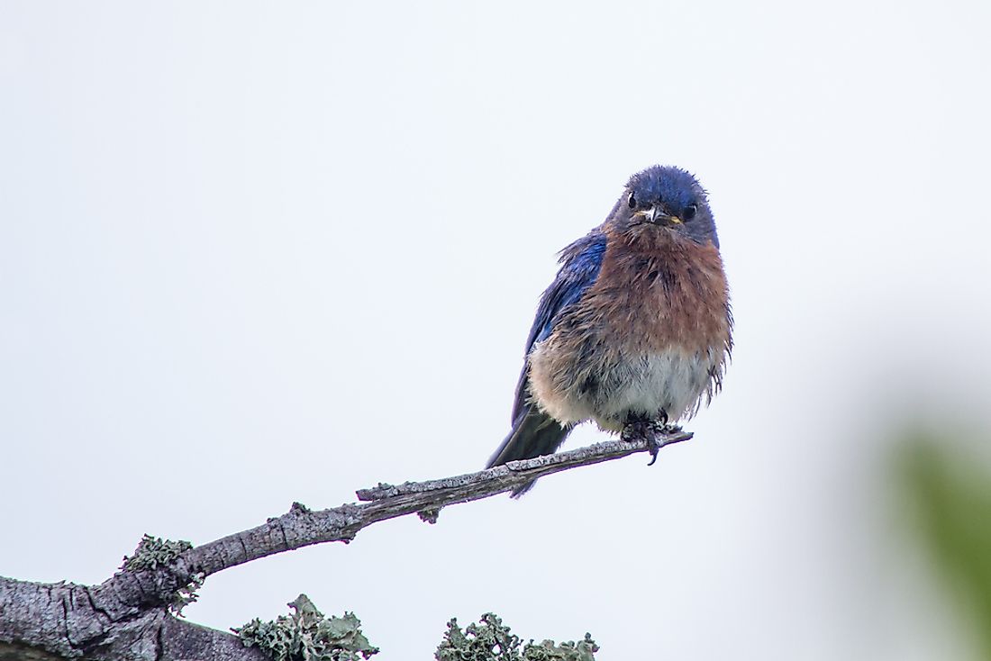 There are many species found in Bermuda, some of which are endemic. 