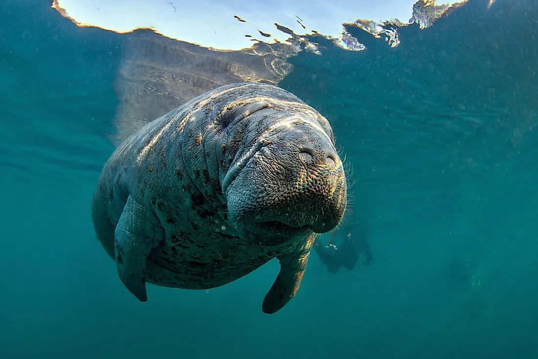 The West Indian Manatee is found in Haiti. 