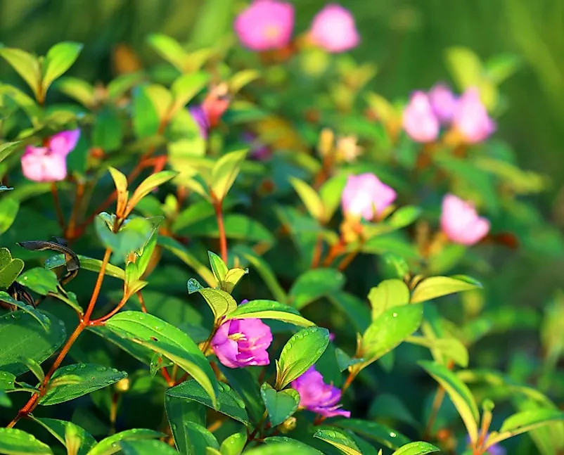 Breathtaking Princess Flowers.