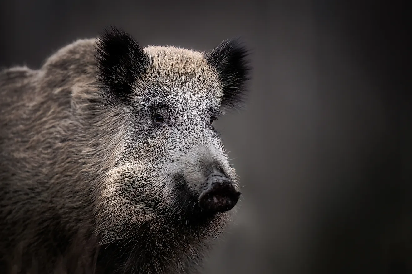 Wild boar close up. 