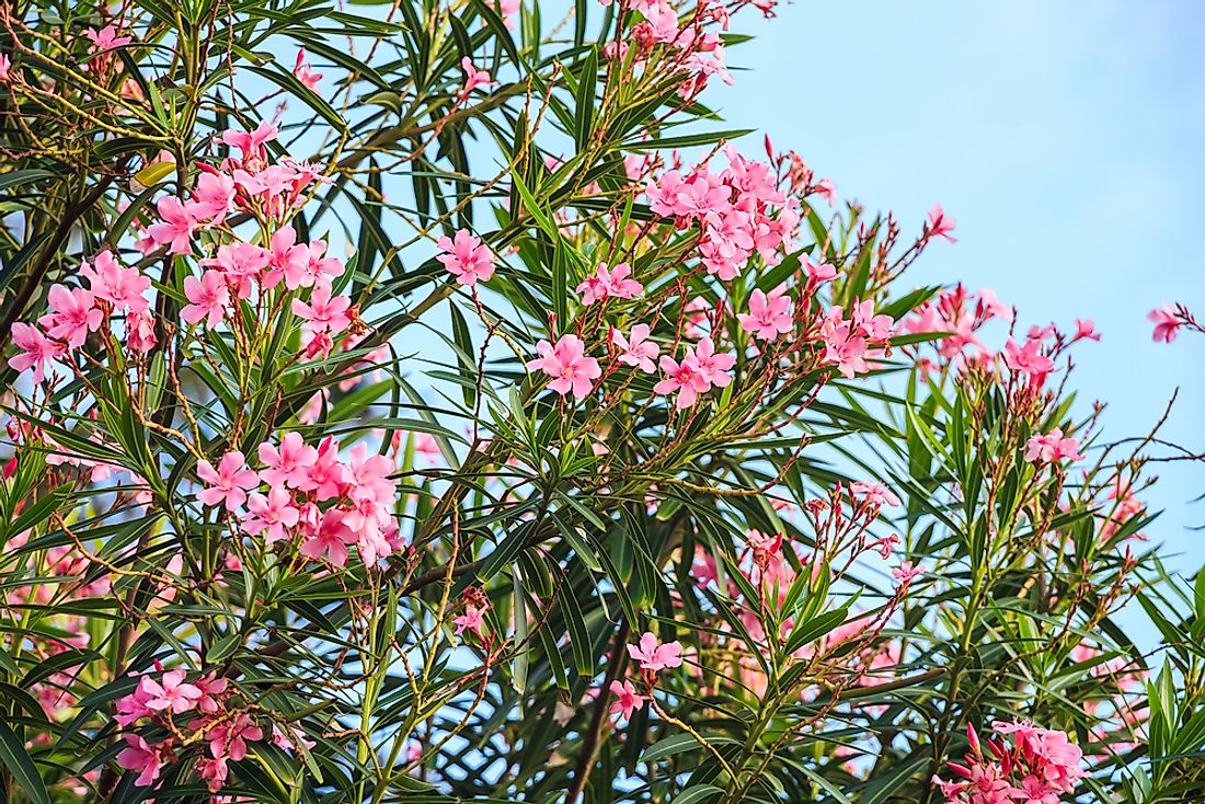 Nerium oleander.