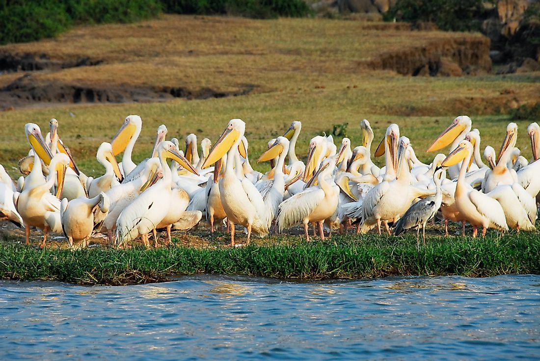 Great white pelicans in Rwenzori National Park.  
