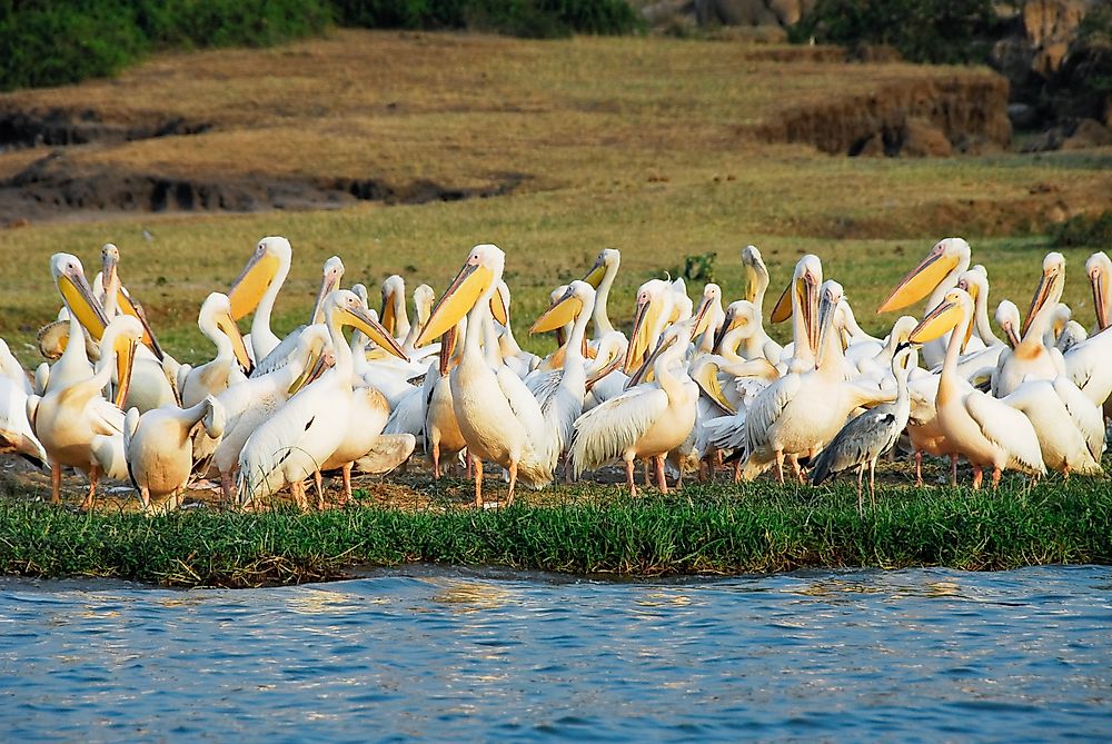Great white pelicans in Rwenzori National Park.