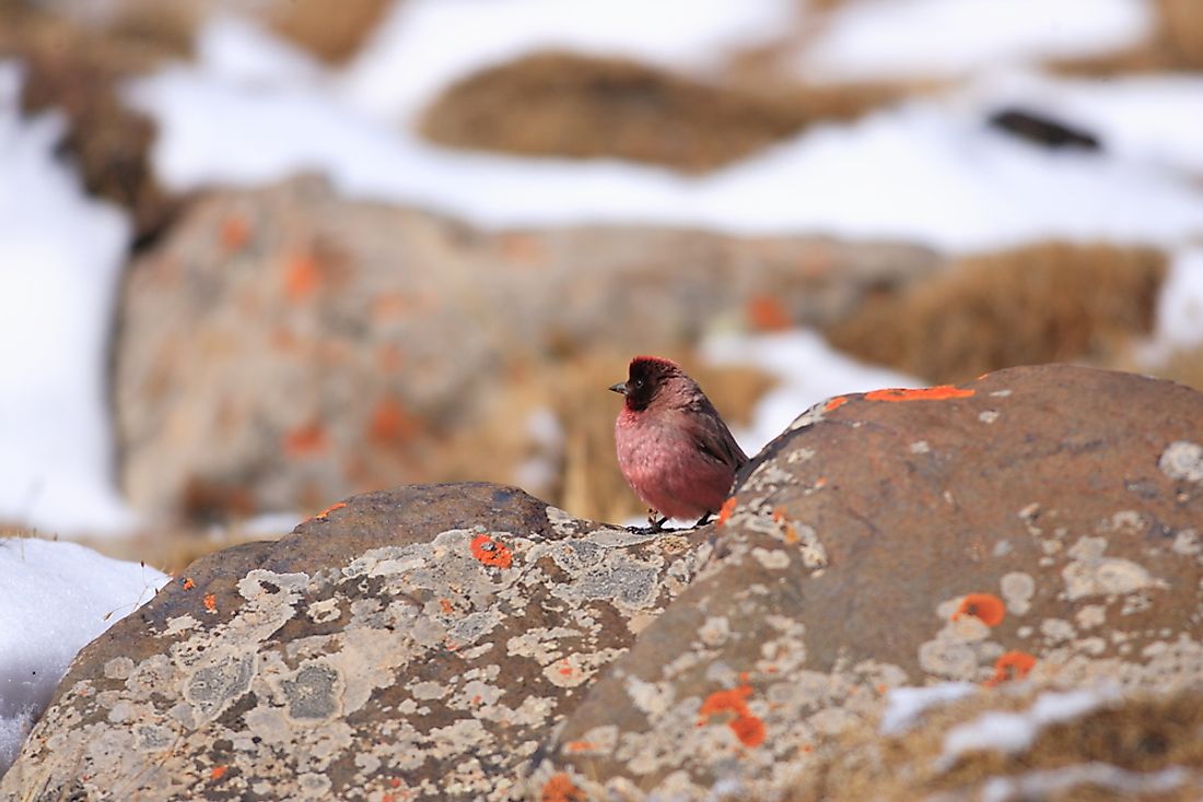 A Tibetan rosefinch in China. 