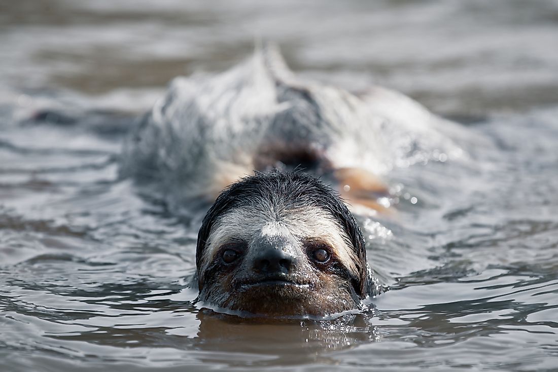 Did you know that sloths can swim? 