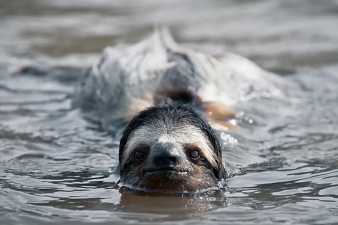 Semi Aquatic Mammals