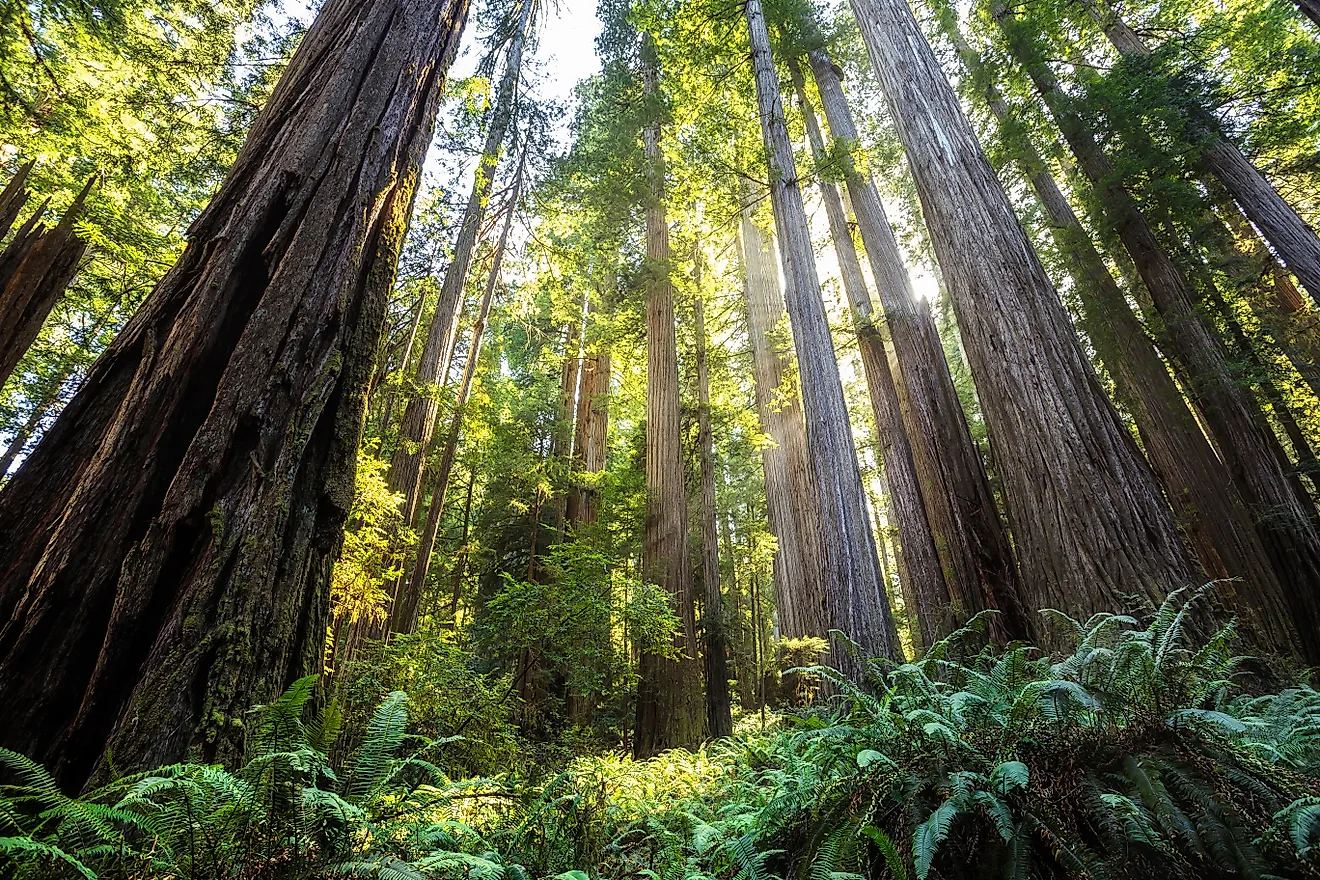 Afternoon Light on the Redwoods at Jedediah Smith State Park, Redwoods National Park, California. Credit: Stephen Moehle/ Shutterstock.com