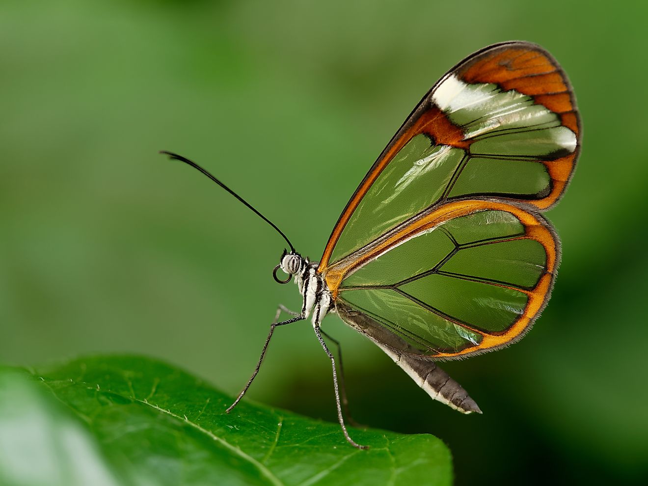 A Glasswinged Butterfly. Image credit: MichelleCoppiens/Shutterstock.com