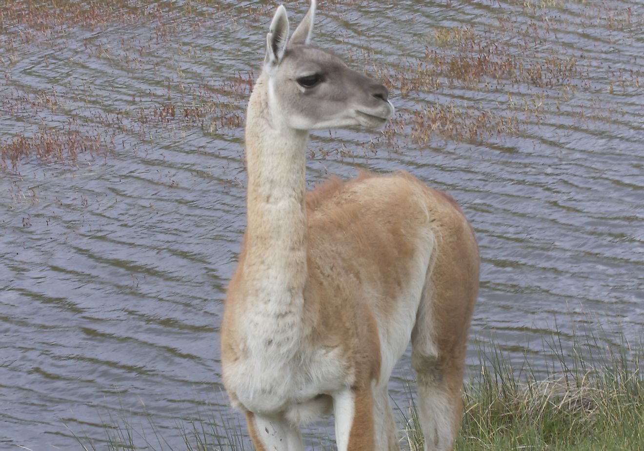A Guanaco stands by the waterside in the Patagonian steppes of Chile.