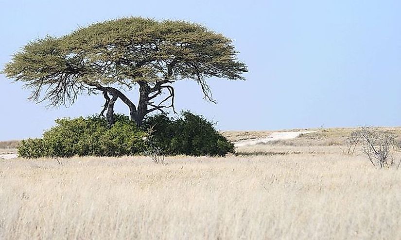 Angolan Mopane Woodlands in Namibia.