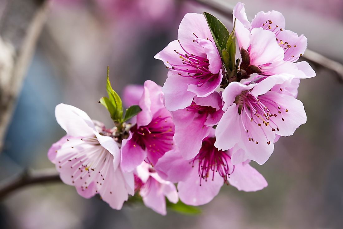 Peach Blossom.