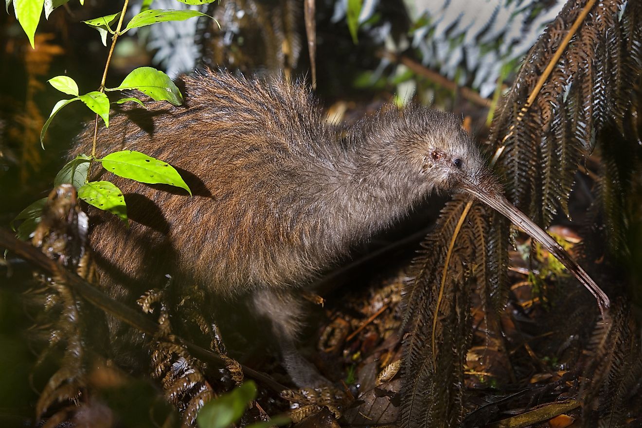 A southern brown kiwi at the Trounson Kauri Park Scenic Reserve, Northland, New Zealand. Image credit: Bildagentur Zoonar GmbH/Shutterstock.com