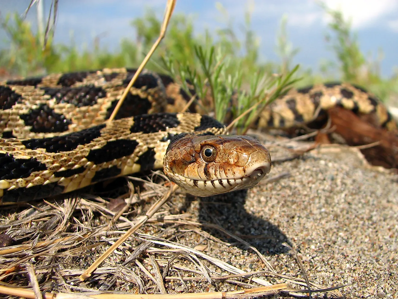 Eastern fox snake