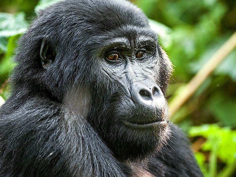 Mountain gorillas face some of the gravest dangers of any species living in the Democratic Republic of the Congo.