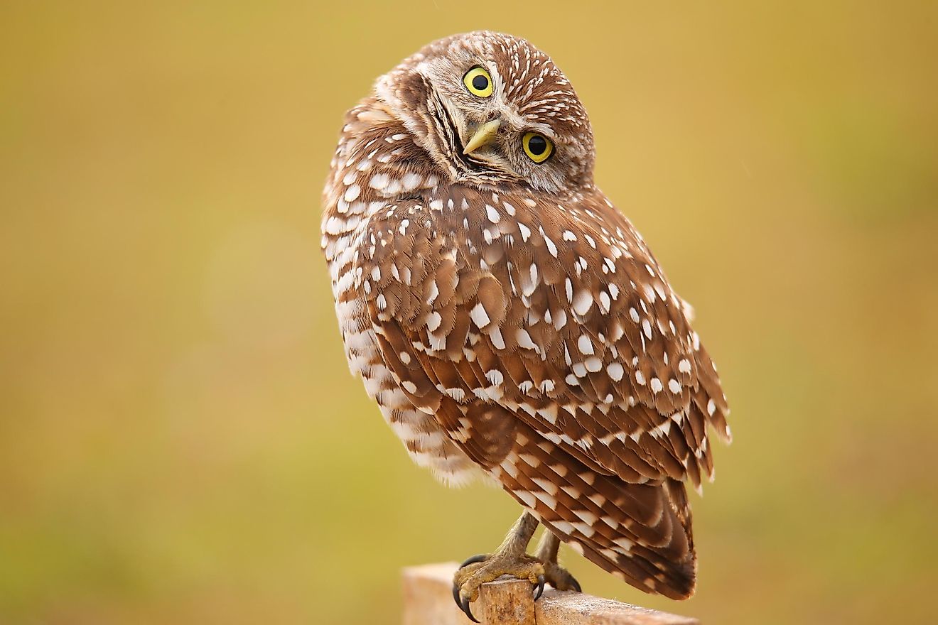 Burrowing owls differ from other owls because they can be active during the day, but only at ground level.