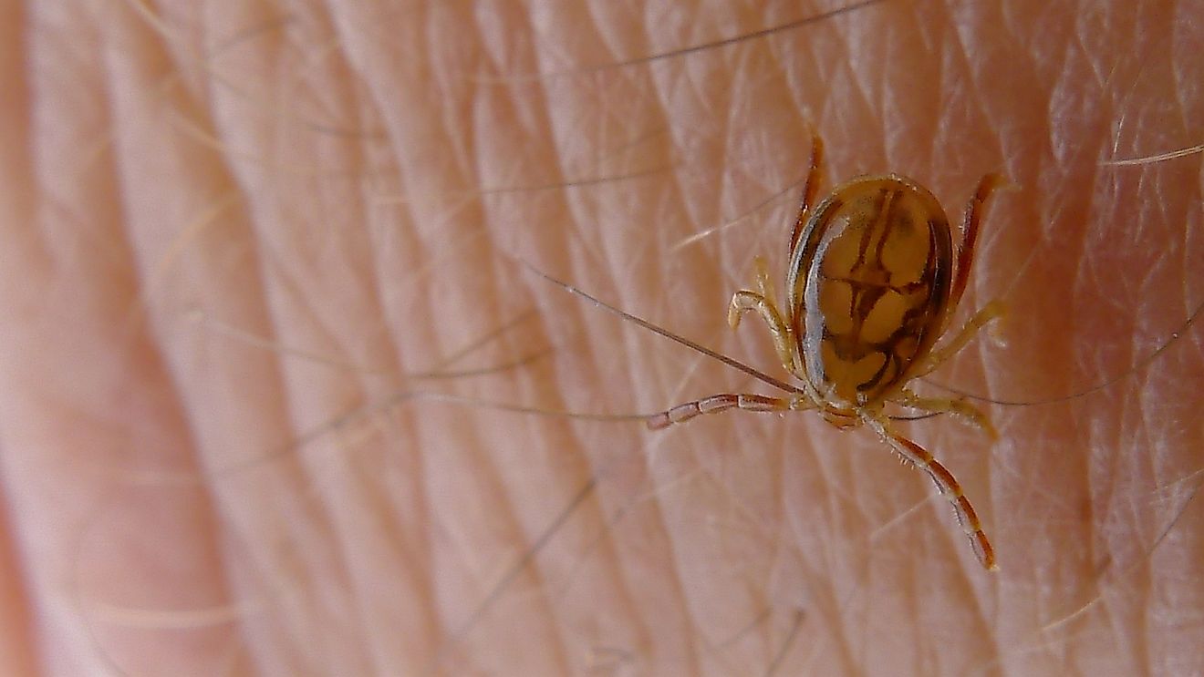 Tick, a species of Ixodidae. Royal National Park, NSW Australia, By John Tann from Sydney, Australia - Tick, https://creativecommons.org/licenses/by/2.0, https://commons.wikimedia.org/w/index.php?curid=38231255