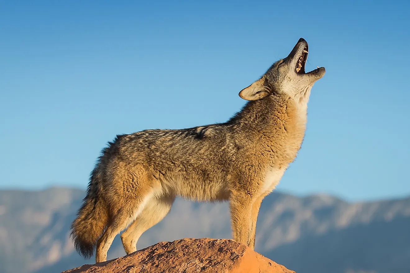 A coyote. Image credit: Warren Metcalf/Shutterstock.com