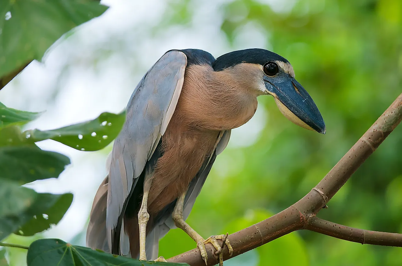 Boat Billed Heron. Image credit: Alexilena/Shutterstock.com