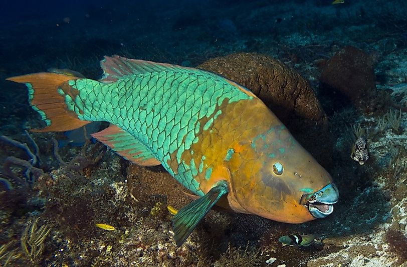 A Rainbow Parrotfish swimming through a Caribbean Sea reef.