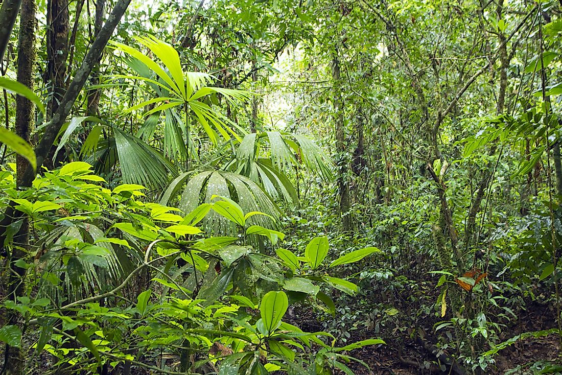 The Amazon forest in Ecuador. 