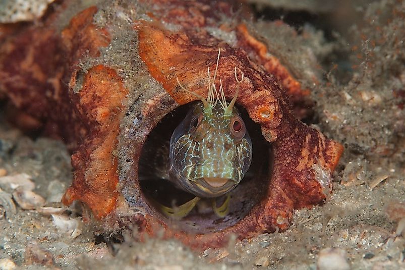 A Seaweed Blenny in a bottle that has sunken to the ocean floor.