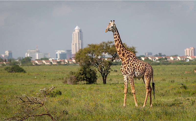 A wild giraffe in the Nairobi National Park.