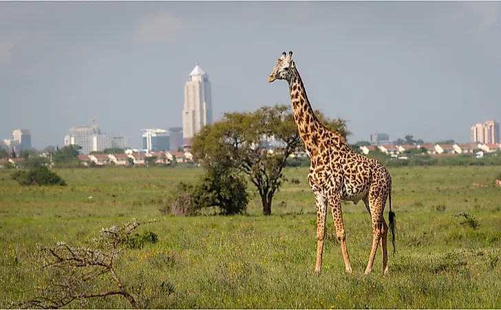 A wild giraffe in the Nairobi National Park.