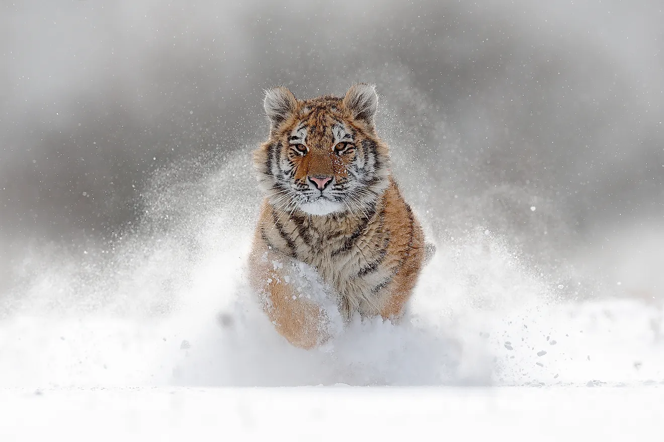 A Siberian tiger in its native habitat in Siberia, Russia.