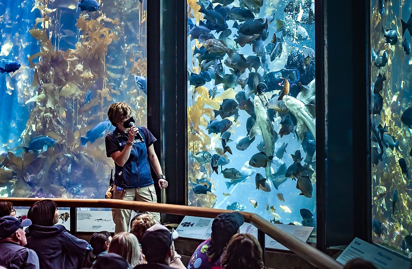  A scuba diver feeds fish, including sharks, at the Kelp Forest Exhibit of the Monterey Bay Aquarium via David A Litman/Shutterstock.com