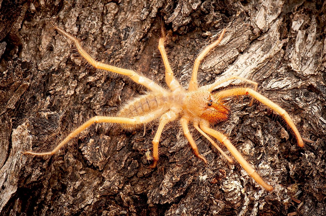 A camel spider on a rock.