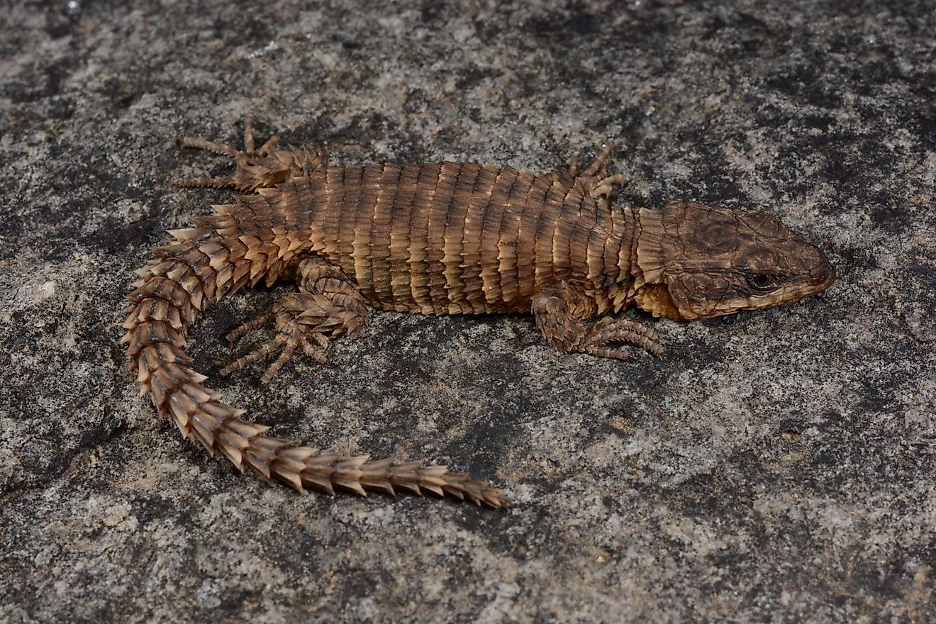 Cordylus Phonolithos. Credit: © 2019 Ishan Agarwal