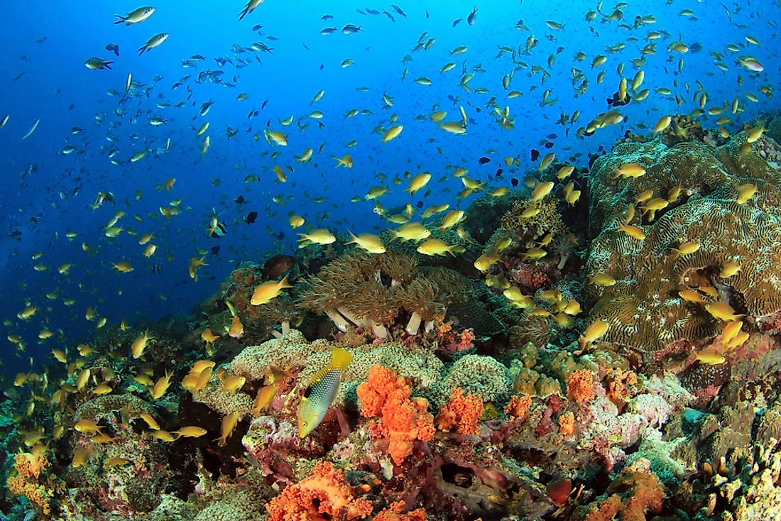 Fish near a coral reef near Moalboal, the Philippines. 