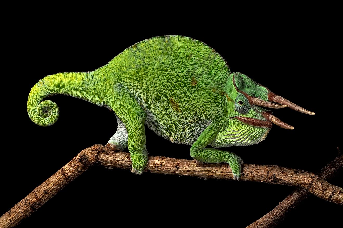 An Usambara three-horned chameleon, native only to Tanzania.