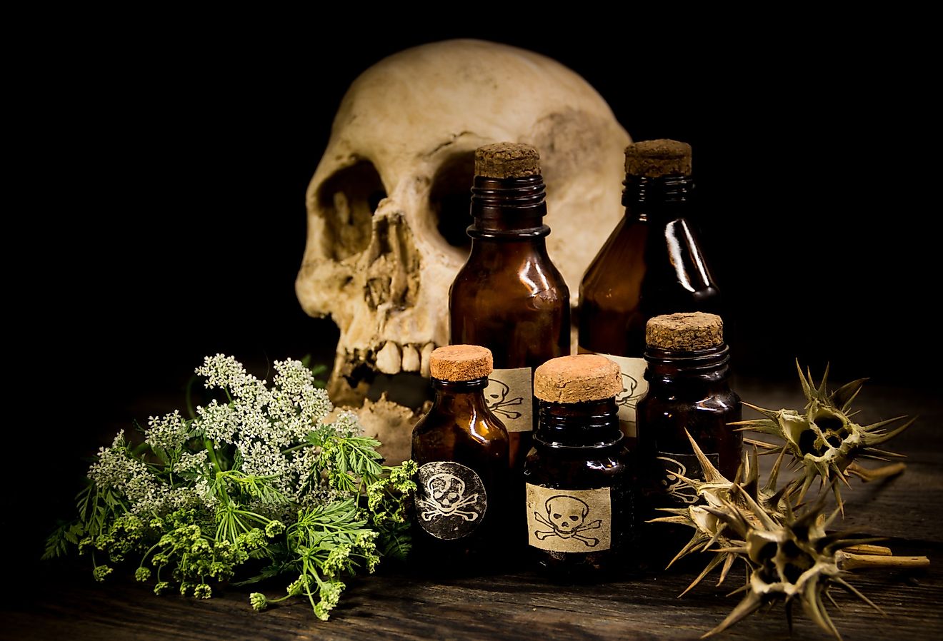 Skull, hemlock flowers, poisonous seeds and herbs.