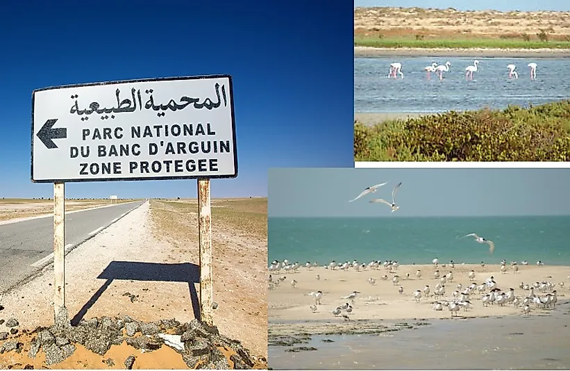 Flamingos and seabirds in Mauritania's Banc d'Arguin National Park.