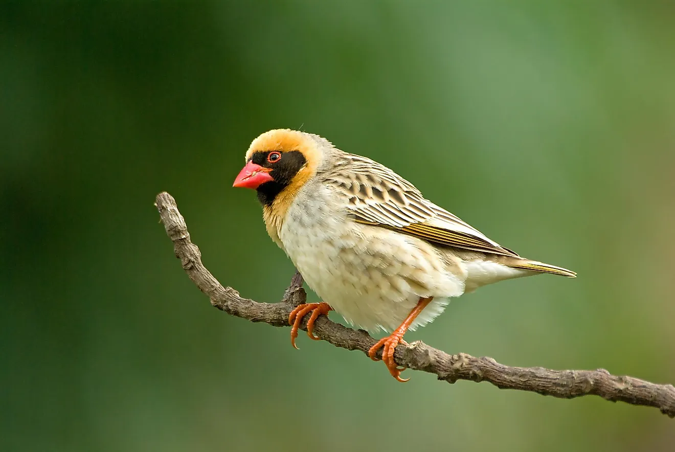 The most common wild bird in the world is the red-billed quelea.