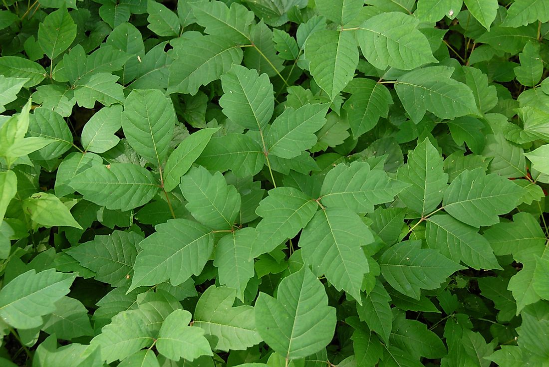 Poison ivy - perhaps Canada's most infamous poisonous plant. 